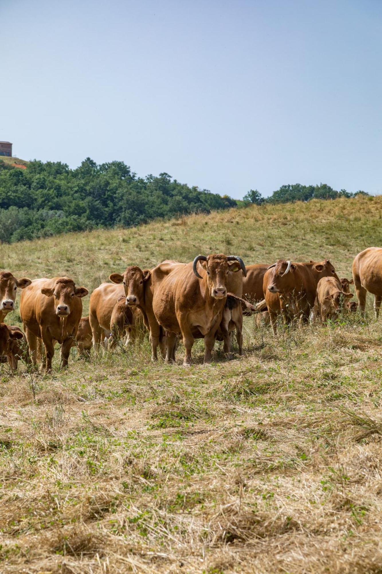 Villa Agriturismo Tenuta La Campana Asciano Dış mekan fotoğraf